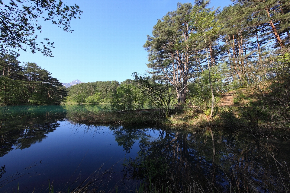 Paysage arbre eau nature