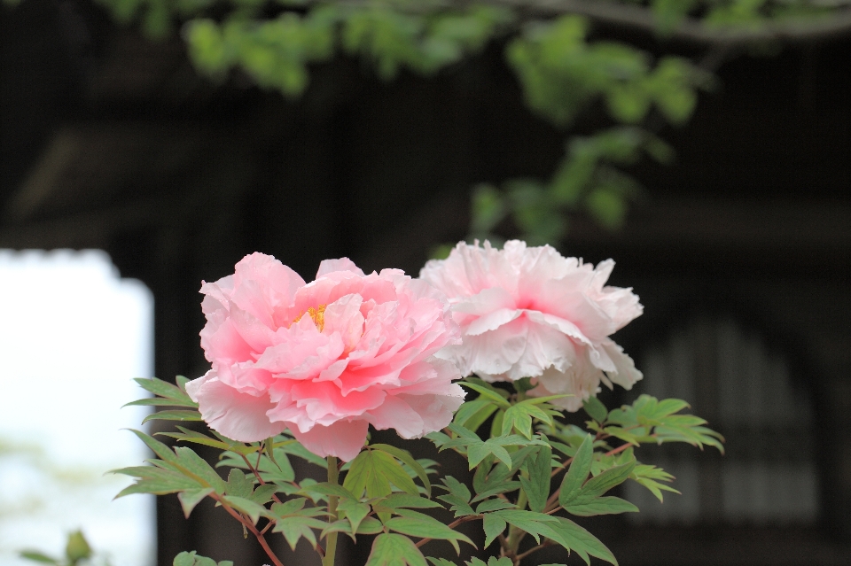 花 植物 花弁 高い