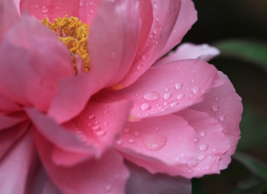 Blossom plant flower petal Photo