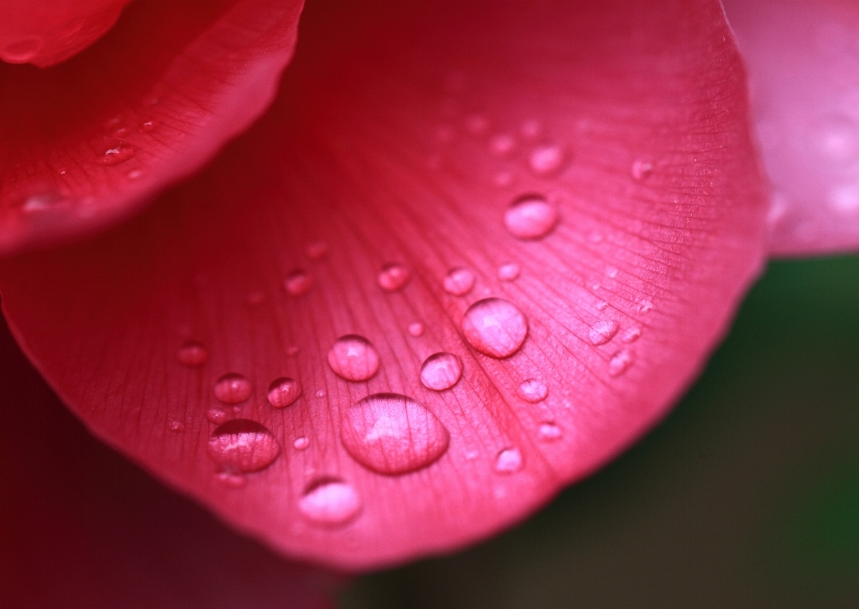 Goutte rosée usine la photographie