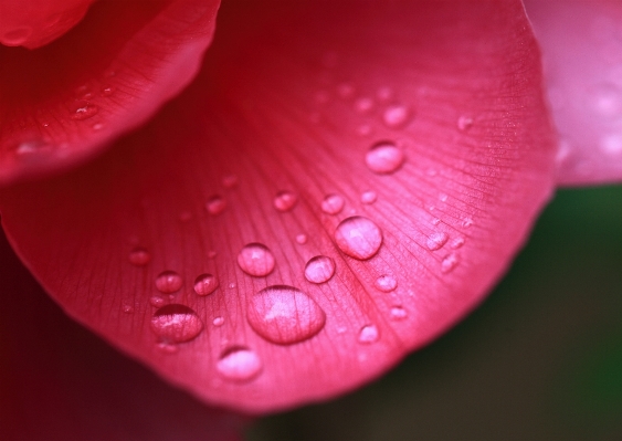 Drop dew plant photography Photo