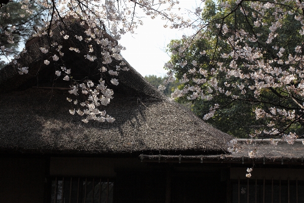 Tree blossom plant house Photo