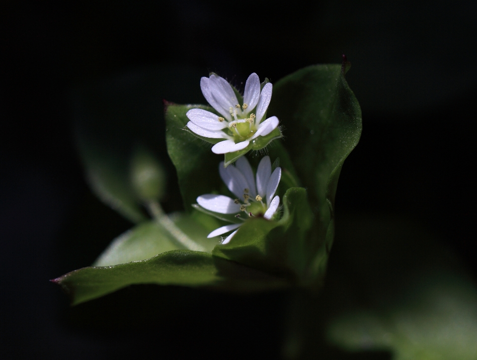 Nature fleurir usine la photographie