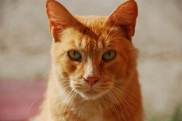 動物 ペット 赤 猫 写真