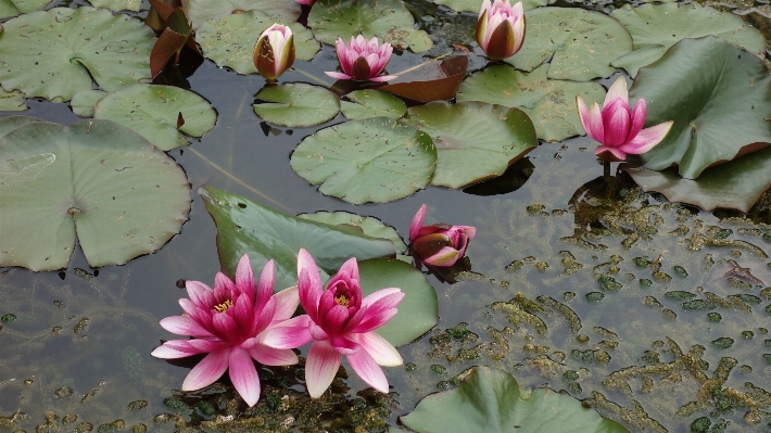 Water blossom plant leaf Photo