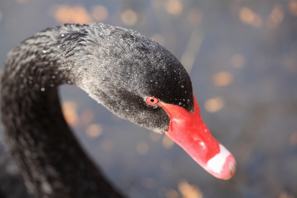 鳥 羽 野生動物 高い 写真