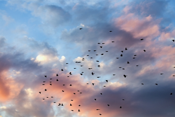 Nature outdoor ocean bird Photo