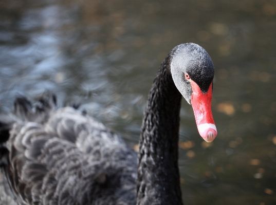 Bird wildlife high beak Photo