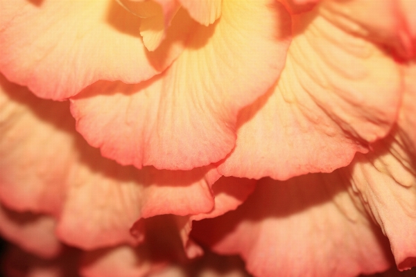 Blossom plant photography leaf Photo