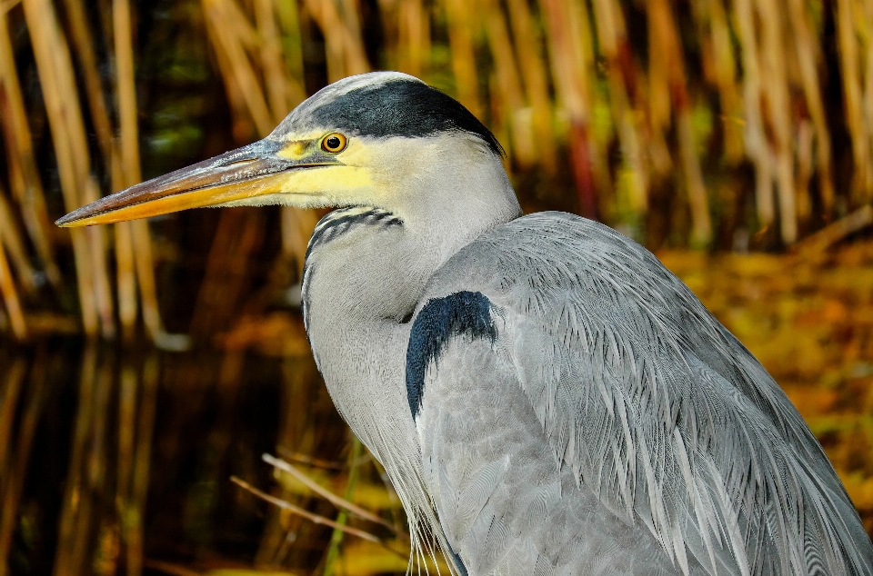 Nature région sauvage
 oiseau aile