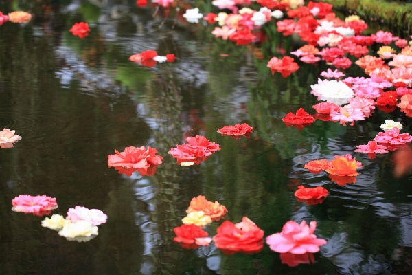 Blossom plant flower petal Photo