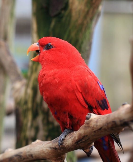 Oiseau haut rouge le bec