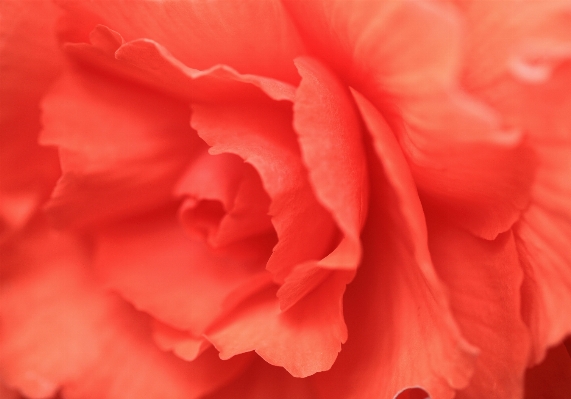 Blossom plant flower petal Photo