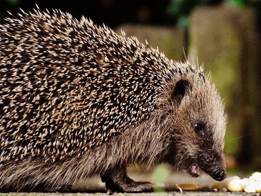 Nature prickly animal cute Photo