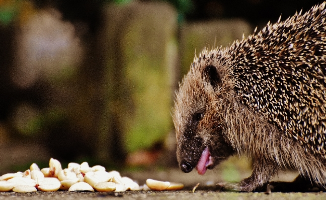 Nature prickly animal cute Photo