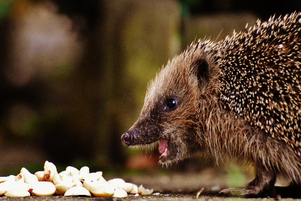 Nature prickly animal cute Photo