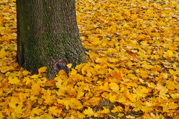 Tree nature forest branch Photo