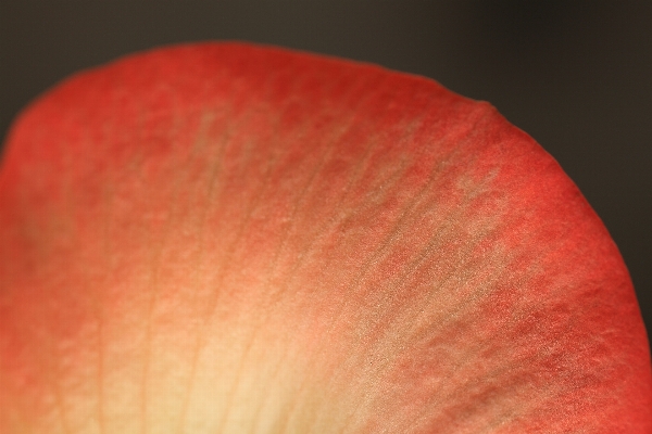 Blossom plant photography leaf Photo