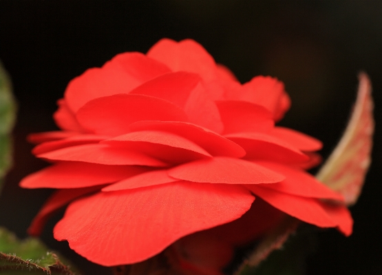 Blossom plant photography leaf Photo