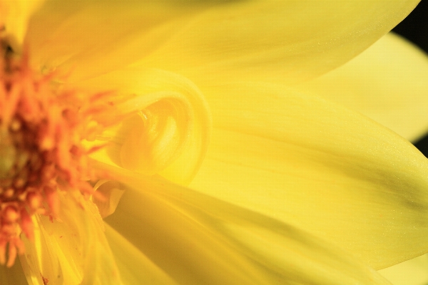 Blüte anlage fotografie sonnenlicht Foto