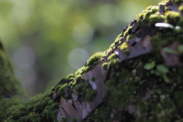 Foto Albero natura foresta erba