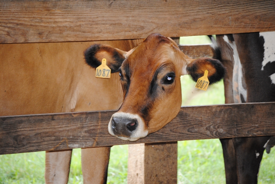 Chèvre vache bétail agriculture