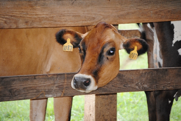 Photo Chèvre vache bétail agriculture