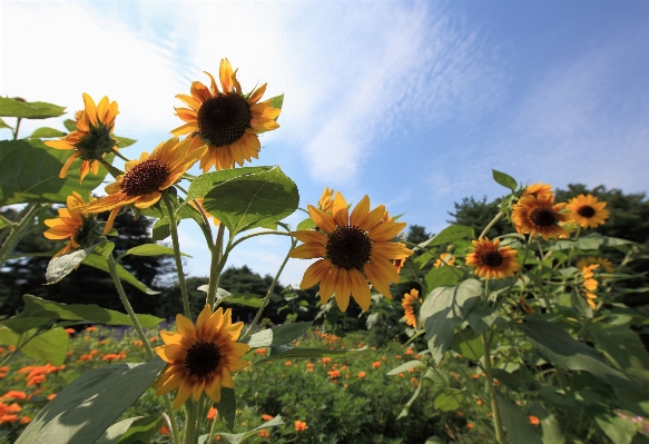 Blüte anlage feld wiese
 Foto