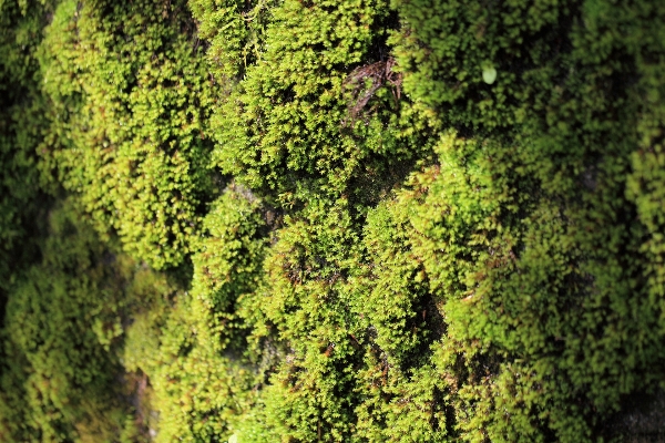 Tree forest branch plant Photo