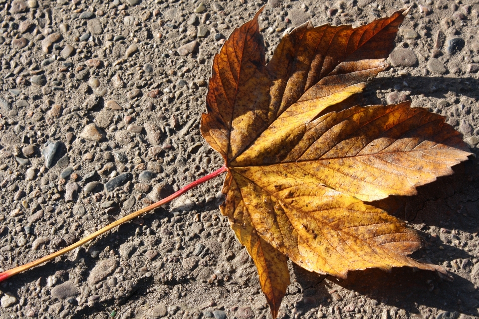 Baum natur draussen anlage