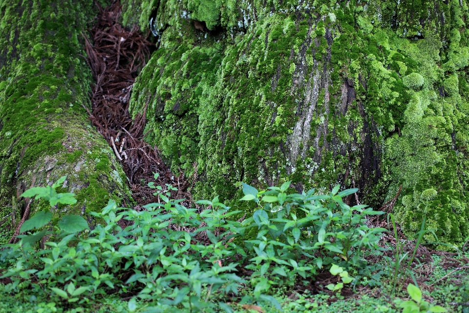 árvore floresta plantar folha