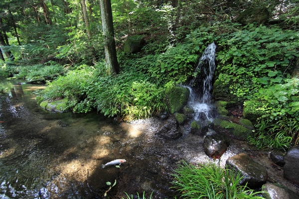 Tree forest waterfall creek Photo