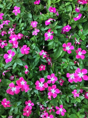 Nature grass blossom plant Photo