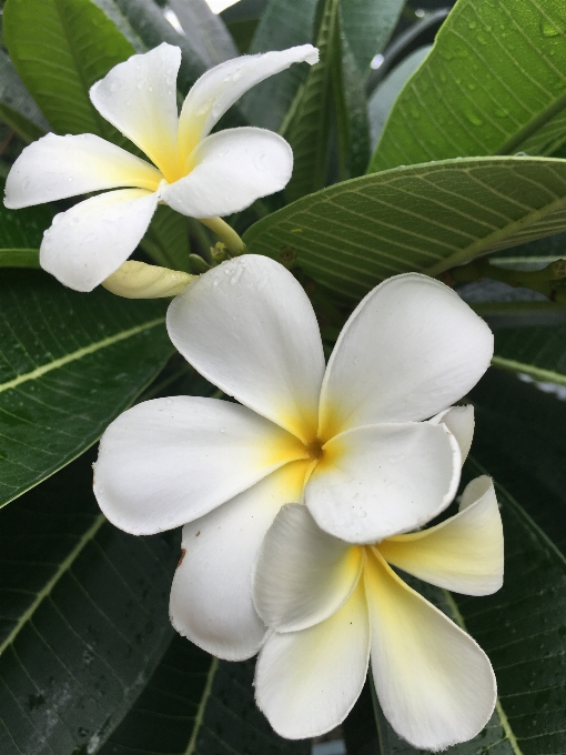 Nature fleurir usine blanc