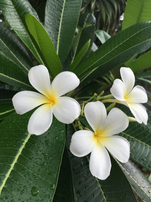 Naturaleza florecer planta blanco