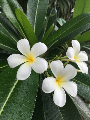 Nature blossom plant white Photo