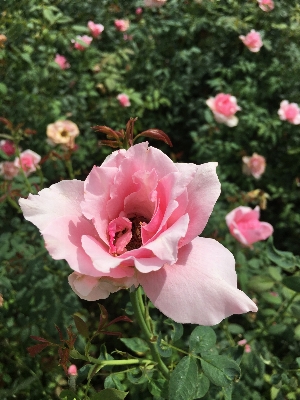 Nature plant leaf flower Photo