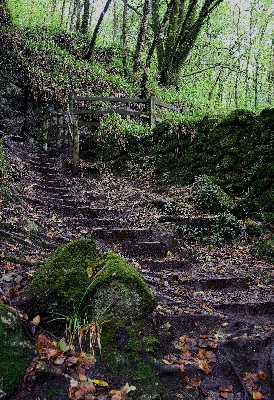 木 自然 森 荒野
 写真