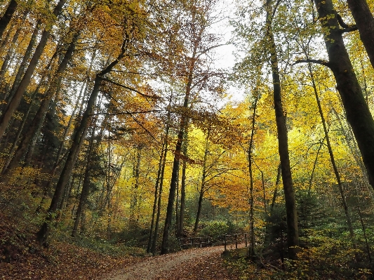 Landscape tree nature forest Photo