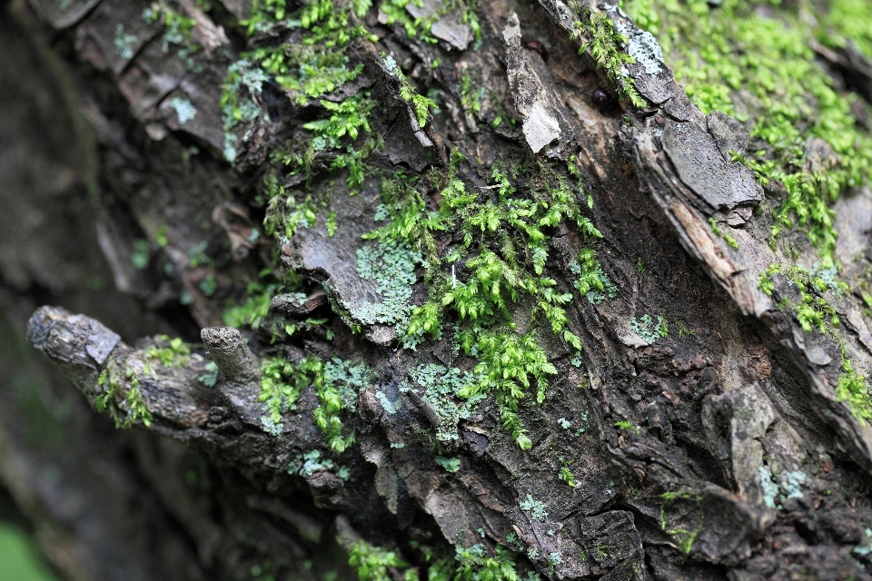 árbol naturaleza bosque rama