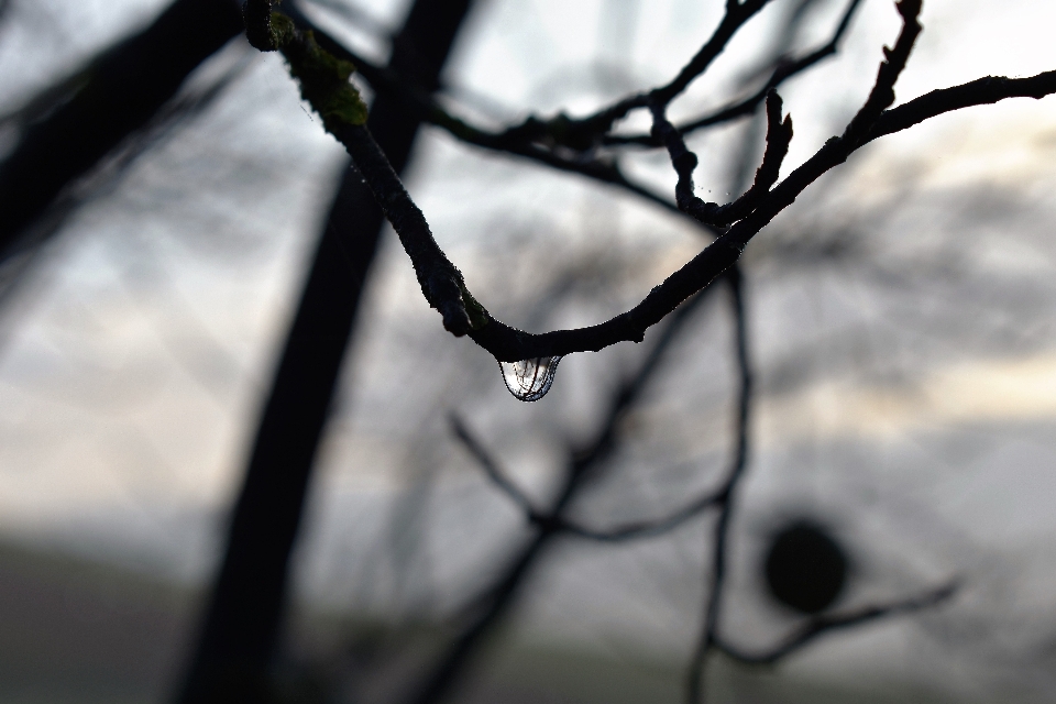 Tree water nature grass