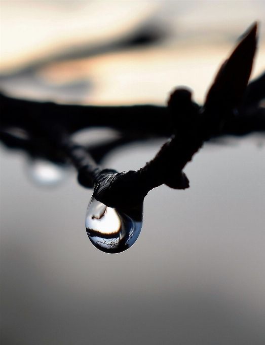 Water nature grass branch