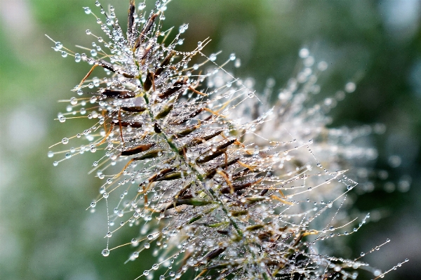 Tree water nature grass Photo