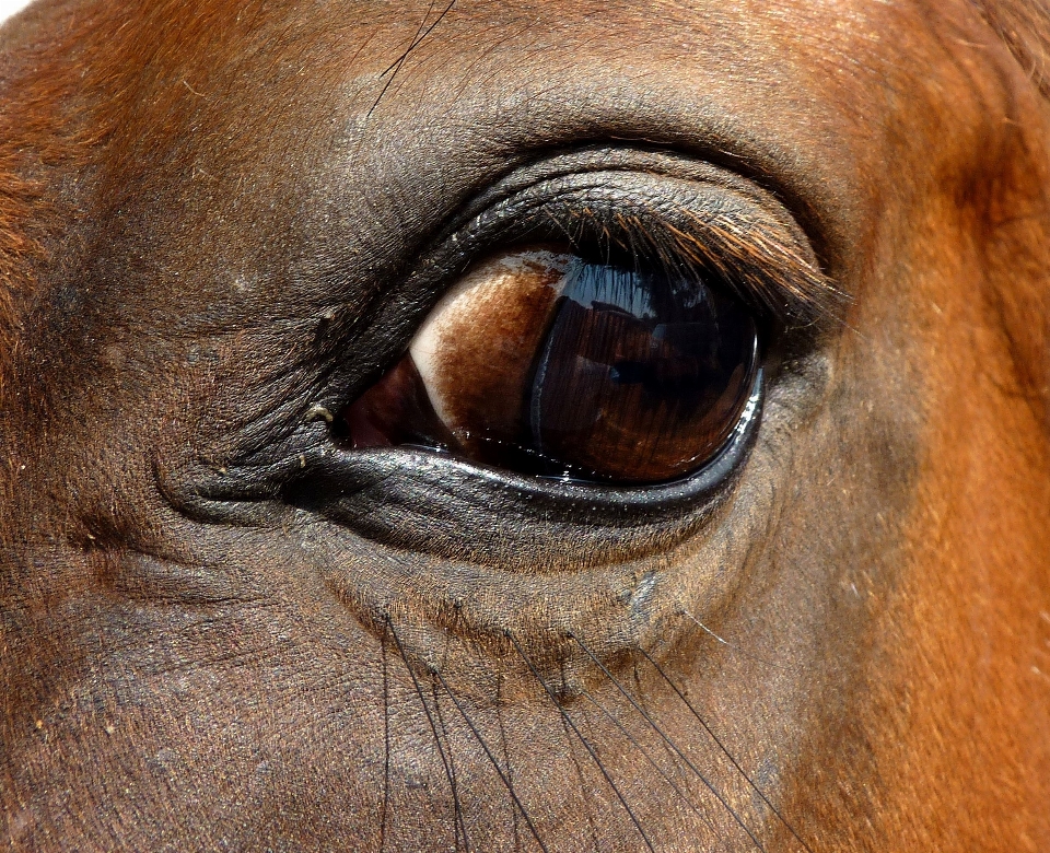 Fotografia animais selvagens cavalo mamífero