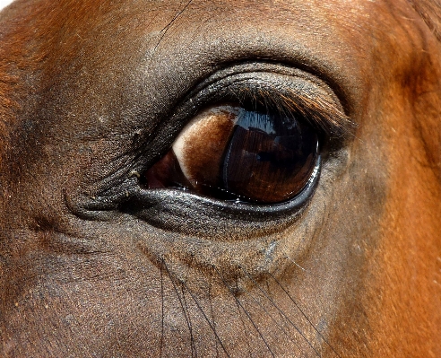 Photography wildlife horse mammal Photo