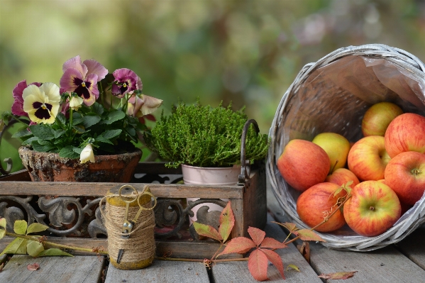 Apple nature plant fruit Photo