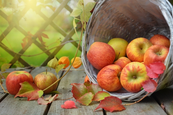 Apple nature plant fruit Photo