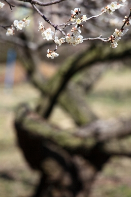 Tree nature branch blossom Photo