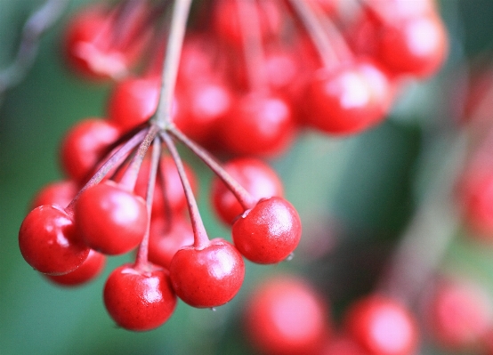 ブランチ 植物 フルーツ ベリー 写真