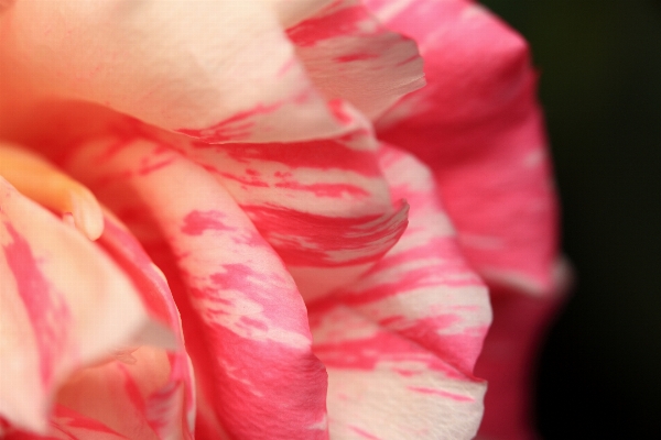 Hand blossom plant flower Photo